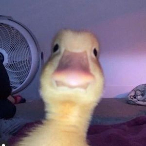 Meet your Posher, Olena